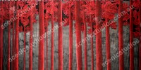 Red Wood Forest