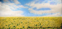 Daffodil Field