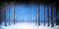 Winter Forest